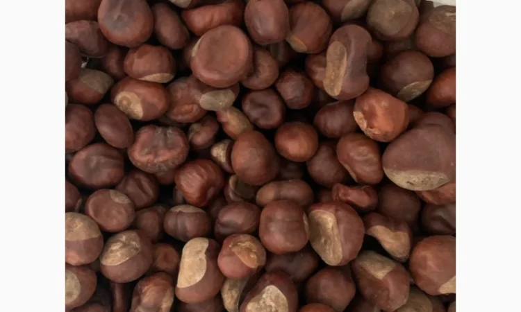 Продам сушений каштан - фото № 1