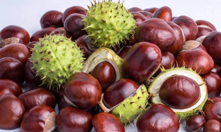 Куплю каштан сирий - фото № 1