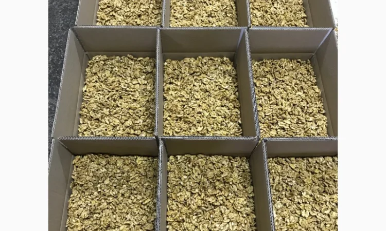 Продам ядро грецкого ореха оптом от 1т - фото № 1