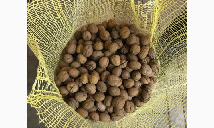 Продам ядро грецкого ореха оптом от 1т - фото № 2