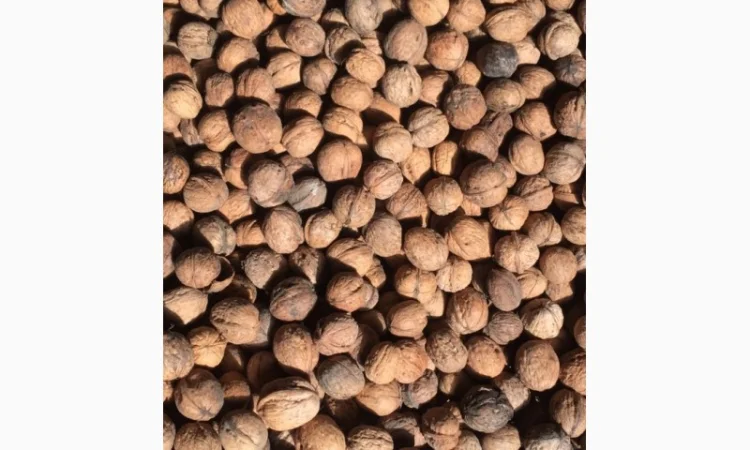 Купую грецький горіх 2024/2025 - фото № 1