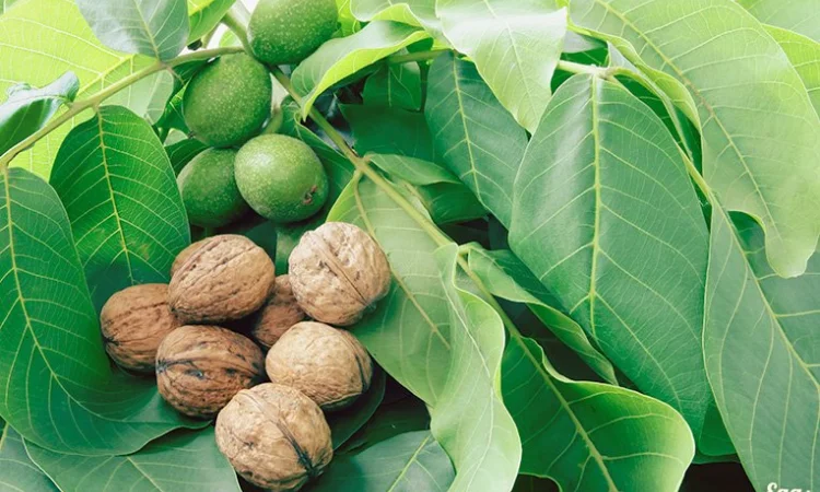 Продам Грецький бойний горіх 2024 г - фото № 1