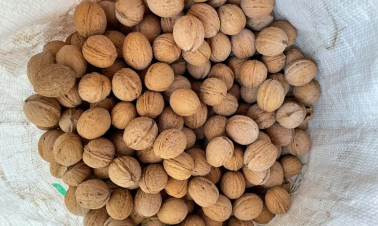 Грецький горіх - фото № 1