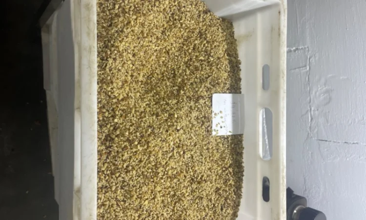 Продам чисту горіхову крихту 4-6 мм - фото № 1