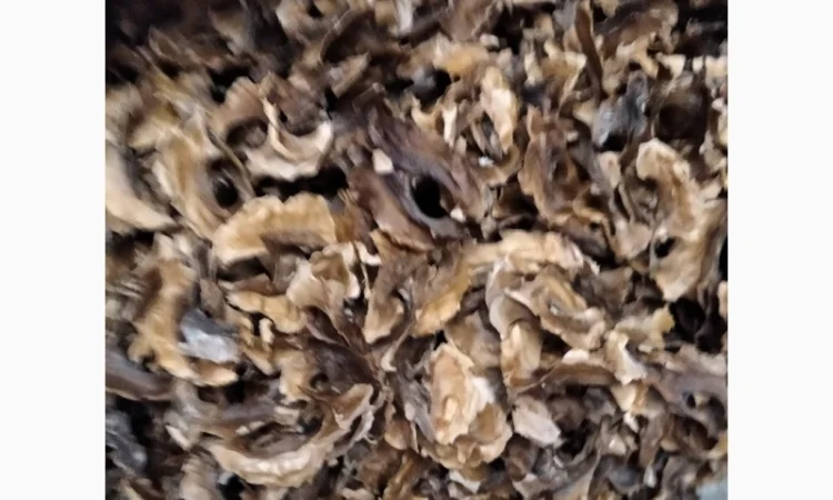 Перетинки-перегородки-перепонки грецького горіха - фото № 1