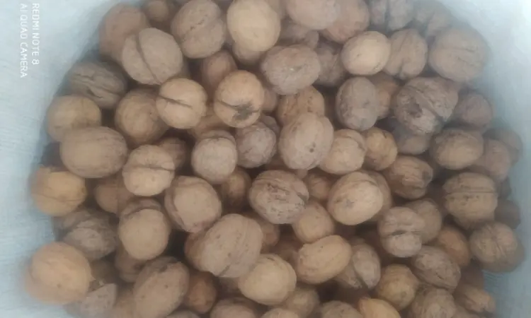 Продам горіх кругляк - фото № 1