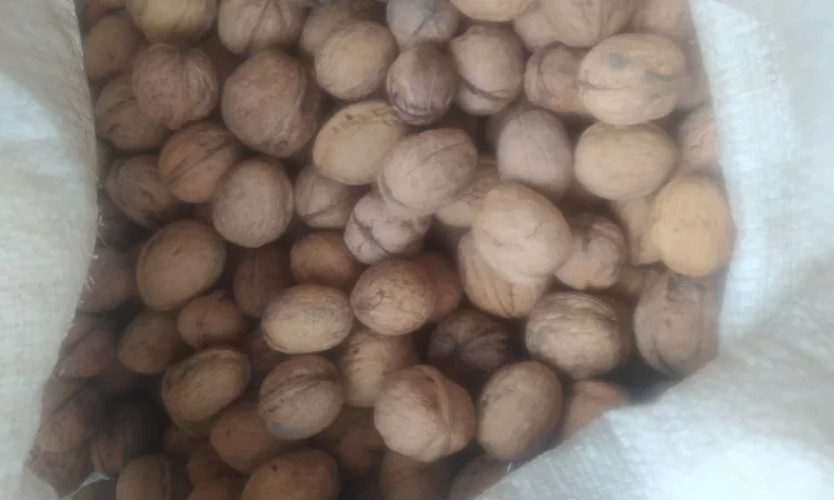 Продам горіх кругляк - фото № 2