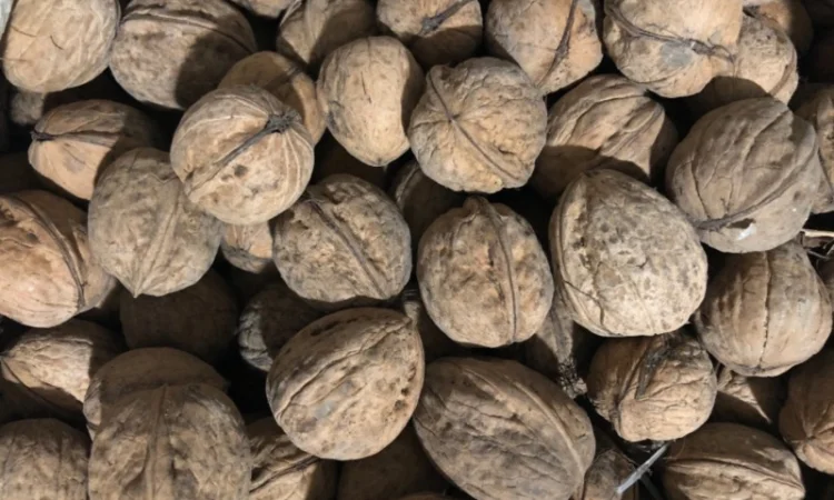 Продам горіх кругляк - фото № 1