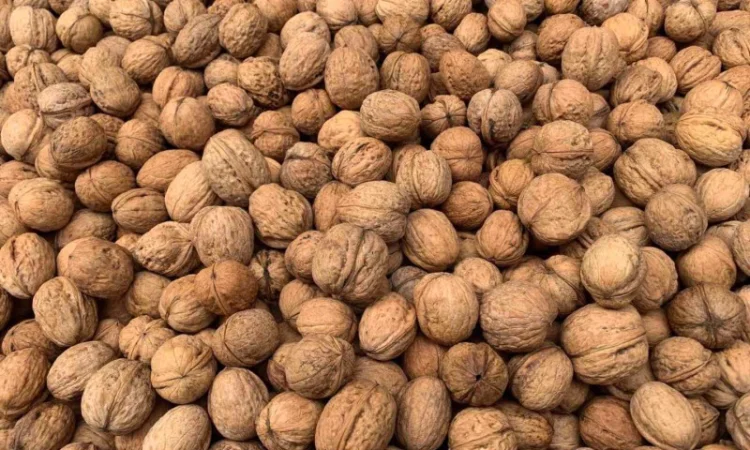 Продам волоський горіх оптом - фото № 1