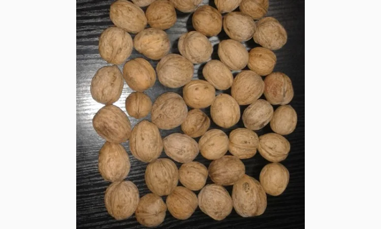 Кругляк и ядро грецкого ореха - фото № 1