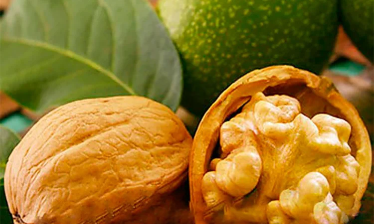 Продам горіх сухий2024року - фото № 1