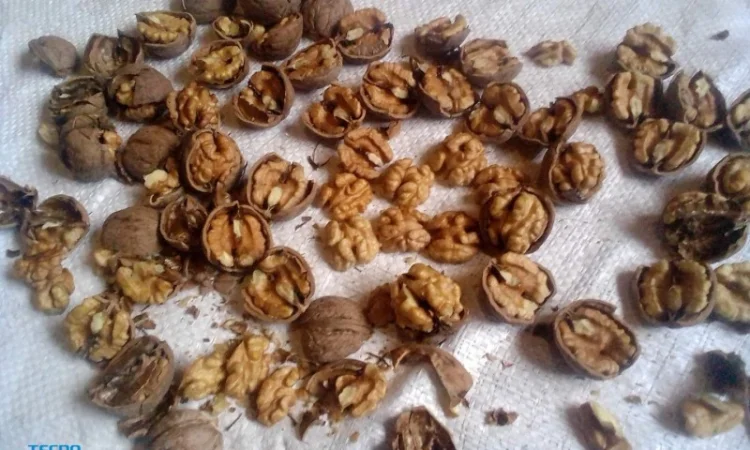 Продам горіх бойний - фото № 1