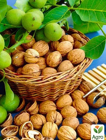 Продам бойний горіх - фото № 1