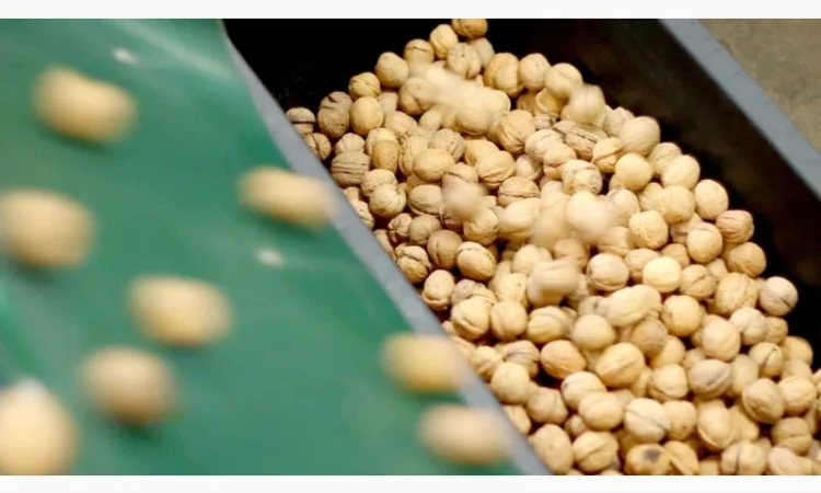 Продам грецький горіх кругляк на Експорт - фото № 1