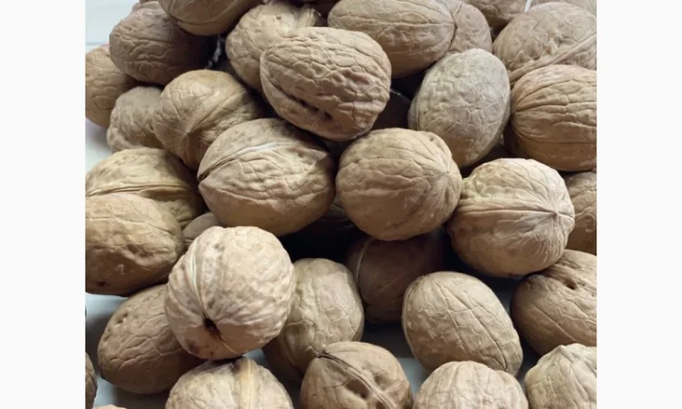 Продам грецький горіх кругляк на Експорт - фото № 6