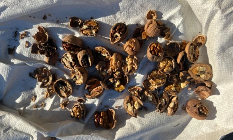 Горіх в шкарлупі - фото № 3