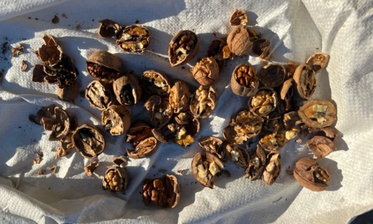 Горіх в шкарлупі - фото № 4