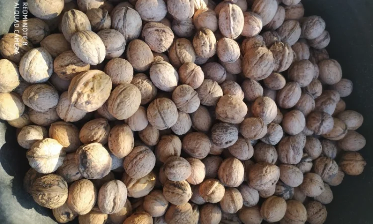 Куплю горіх, ядро горіха, гарбузове насіння - фото № 1