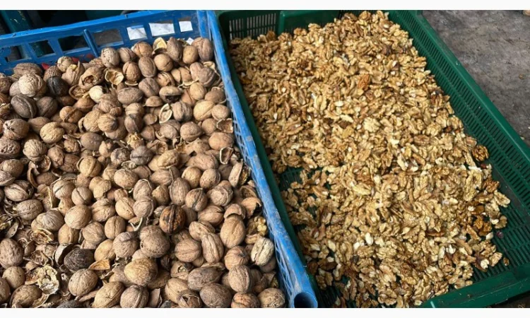 Куплю горіх(гурт) - фото № 4