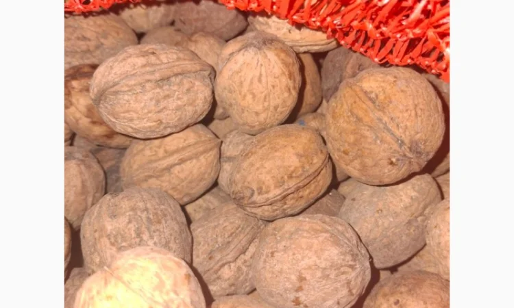 Продам горіхи - фото № 1