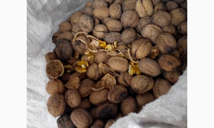 Продам волоський горіх 2024 року - фото № 1