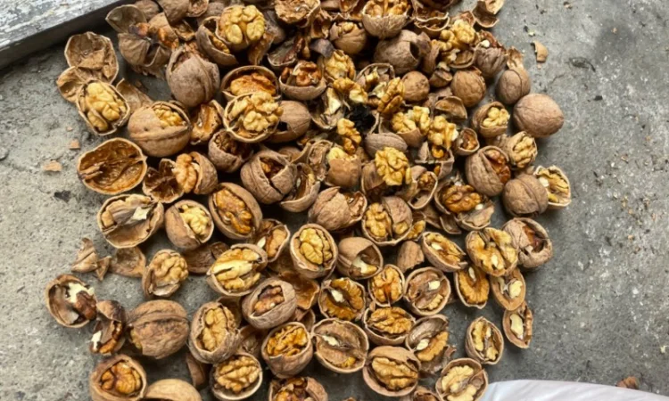 Продам горіх гарної якості - фото № 1