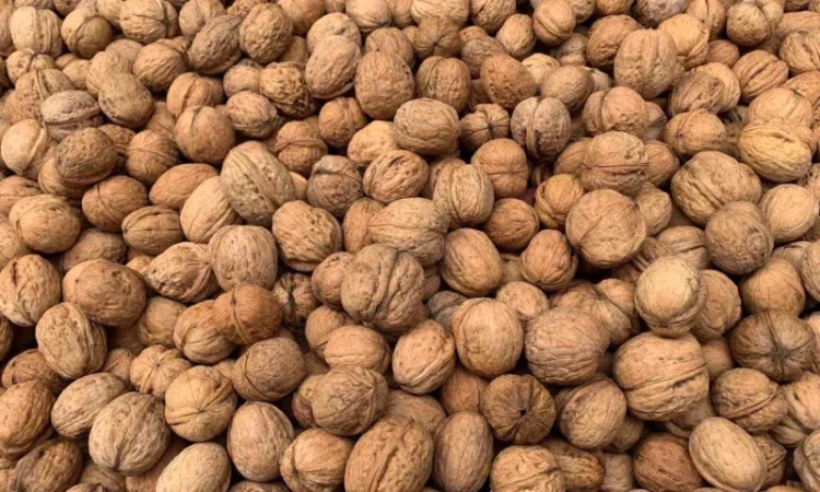 Продаем целый грецкий орех - фото № 1