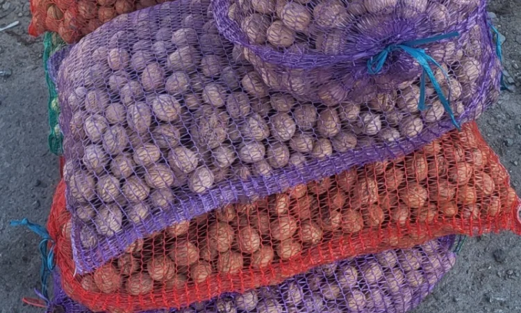 Горіх продам 2024 - фото № 1