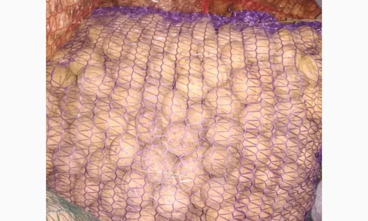 Горіх урожай 2024 - фото № 1