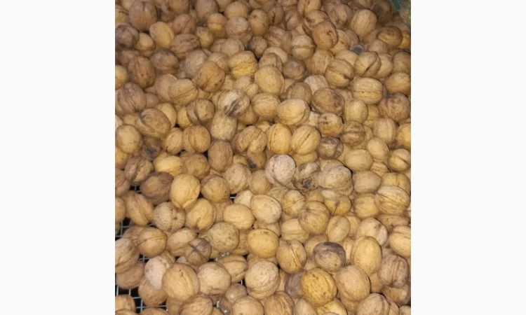 Продам горіхи - фото № 1