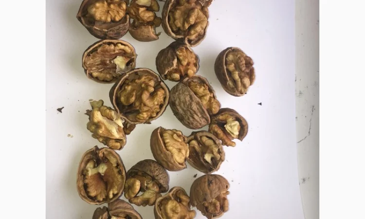 Куплю цілий горіх - фото № 1