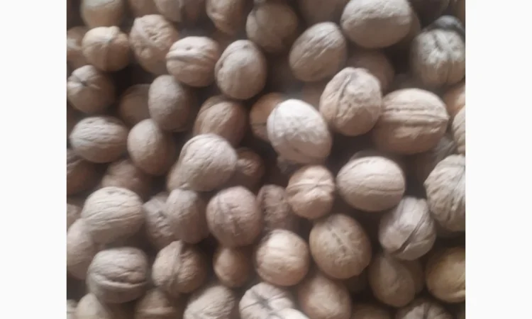 Куплю орех 2024 - фото № 1