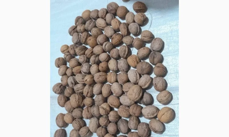 Куплю цілий горіх (кругляк) - фото № 1