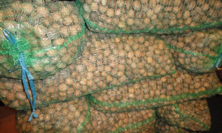 Продам грецький горіх 2024 р - фото № 1