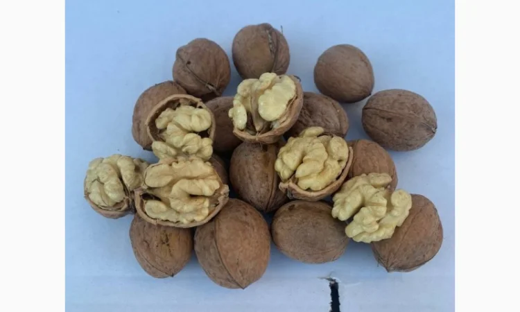 Куплю горіх кругляк врожай 2024 - фото № 1