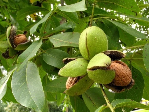 Продам грецький горіх - фото № 1