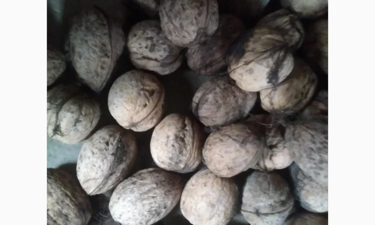 Продам горіхи волоські домашні - фото № 1