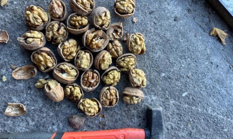 Продам горіх гарної якості 3 т - фото № 2