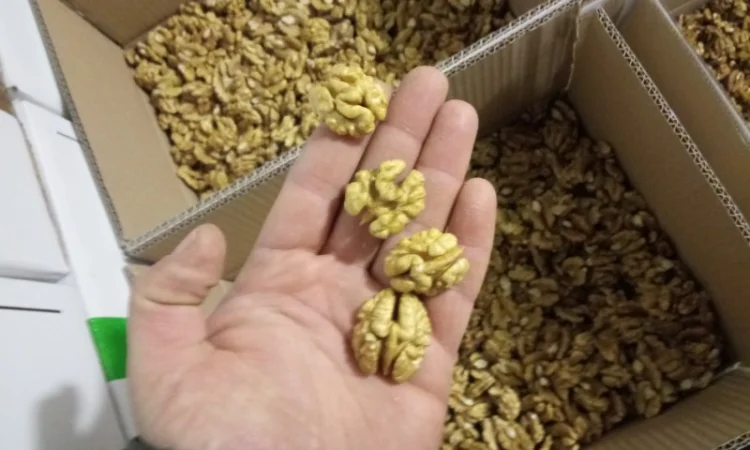 Куплю ядро грецкого ореха.мелкий и крупный опт - фото № 1