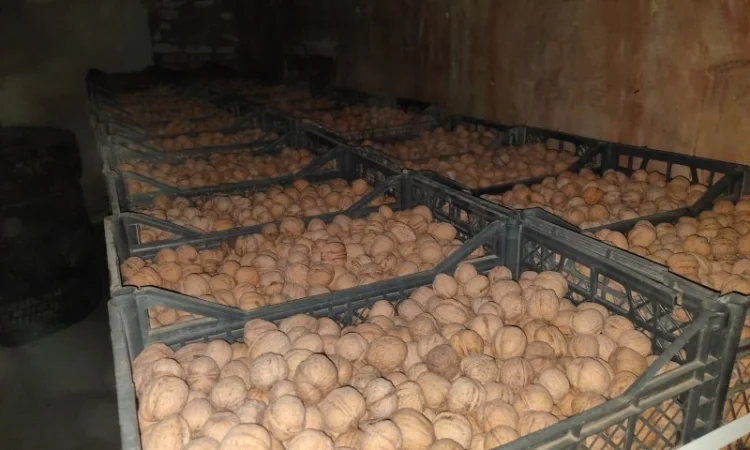 Продам горіх волоський - фото № 1