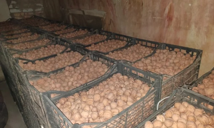 Продам горіх волоський - фото № 2