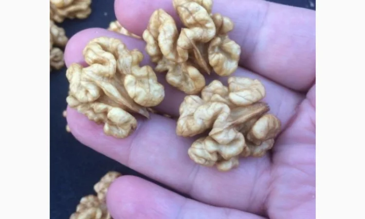 Горіхи грецькі чищені - фото № 1