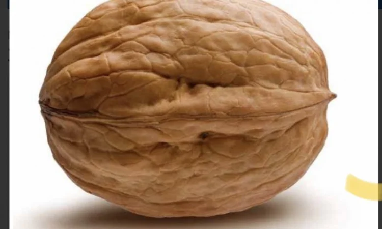 Продам горіхи кругляк гарної якості - фото № 1