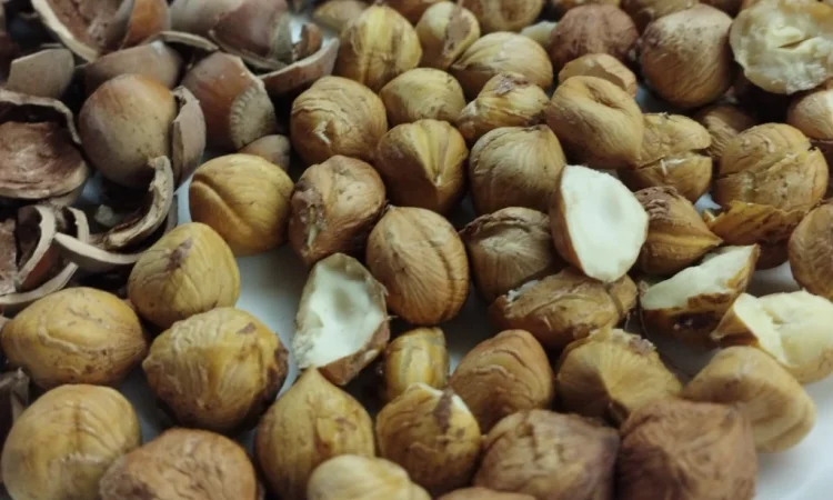 Сушений фундук з власного саду - фото № 1