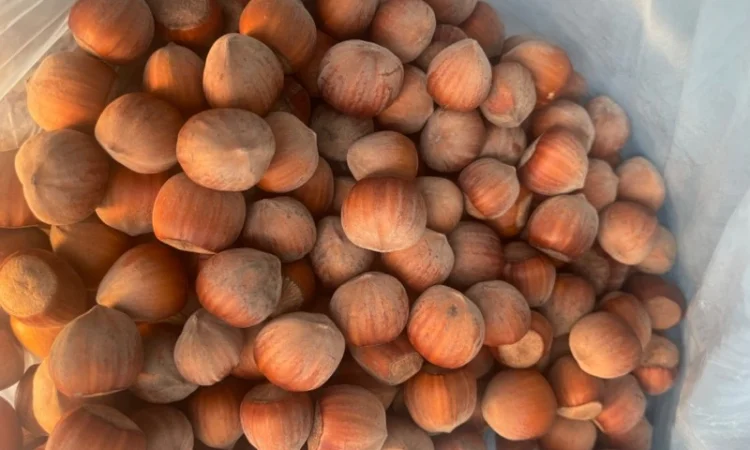 Продам фундук нового урожая - фото № 1