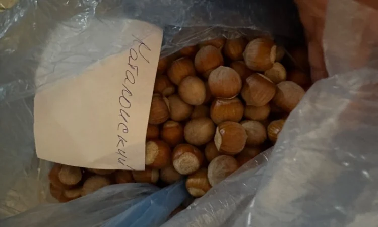 Продам Фундук каталонія - фото № 1