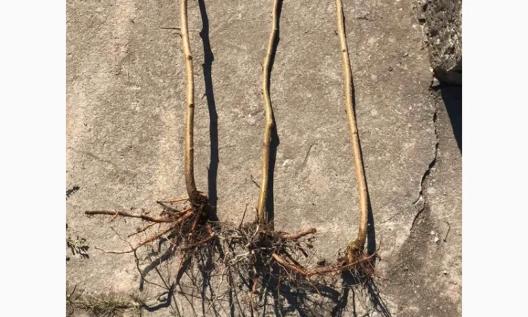 Продаю саженцы фундука - фото № 2