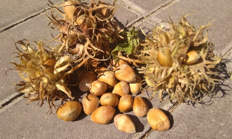 Фундук, ліщина, ведмежий горіх деревовидна ліщина 2024 - фото № 2