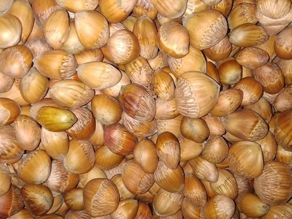 Фундук, ліщина, ведмежий горіх деревовидна ліщина 2024 - фото № 3