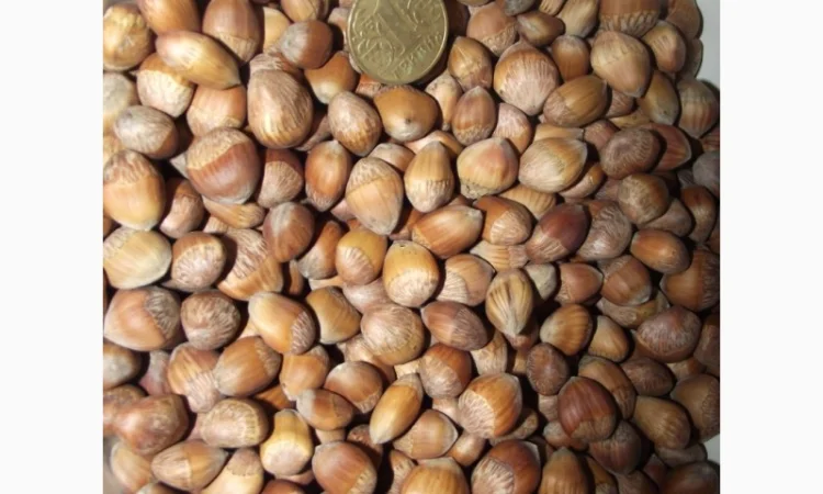 Фундук, ліщина, ведмежий горіх деревовидна ліщина 2024 - фото № 4